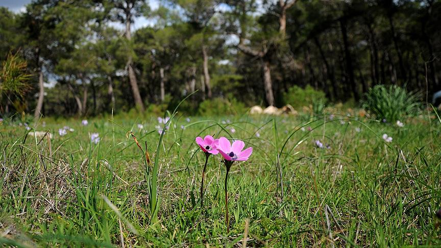 Cemre düşme günleri