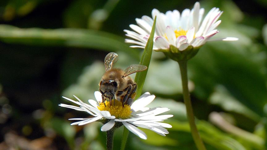 Cemre toprağa ne zaman düşecek 2026?